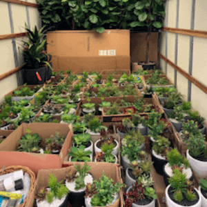 artificial plant services: PLANTS BEING DELIVERED