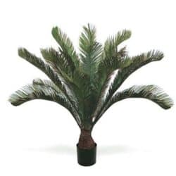 Cycas Tropical Palm Tree