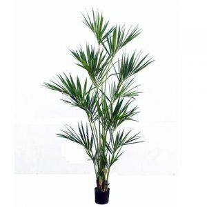 Kentia Tropical Palm Tree