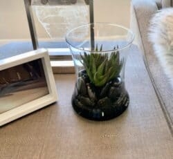 Faux Succulent in designer glass with black rocks