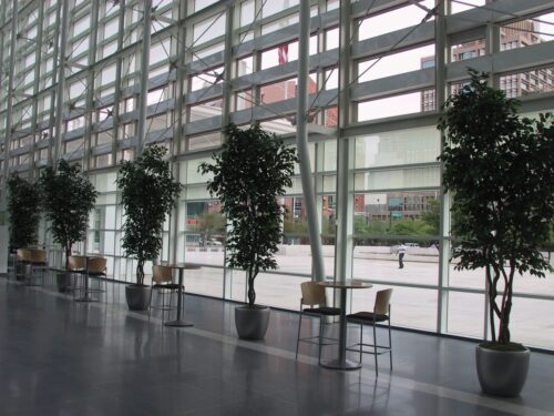 Large artificial ficus trees