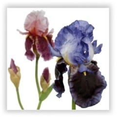 iris silk flower
