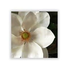 magnolia silk flower