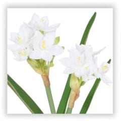 narcissus silk flower