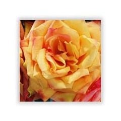 rose stem flower
