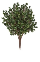 Outdoor boxwood bush