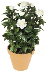 24" Outdoor Gardenia Bush