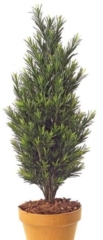 Outdoor Podocarpus topiary