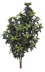 50" Outdoor Mountain Laurel Bush