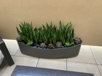 Artificial outdoor Sansevieria