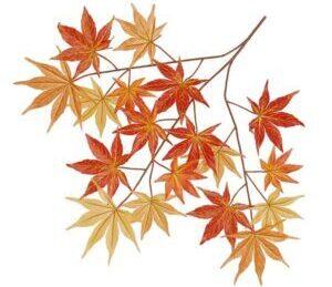 Autumn Japanese Maple spray