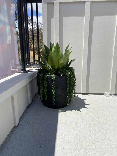 Outdoor Agave Plant