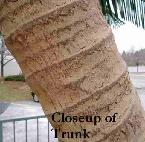 Palm Tree Trunk photo