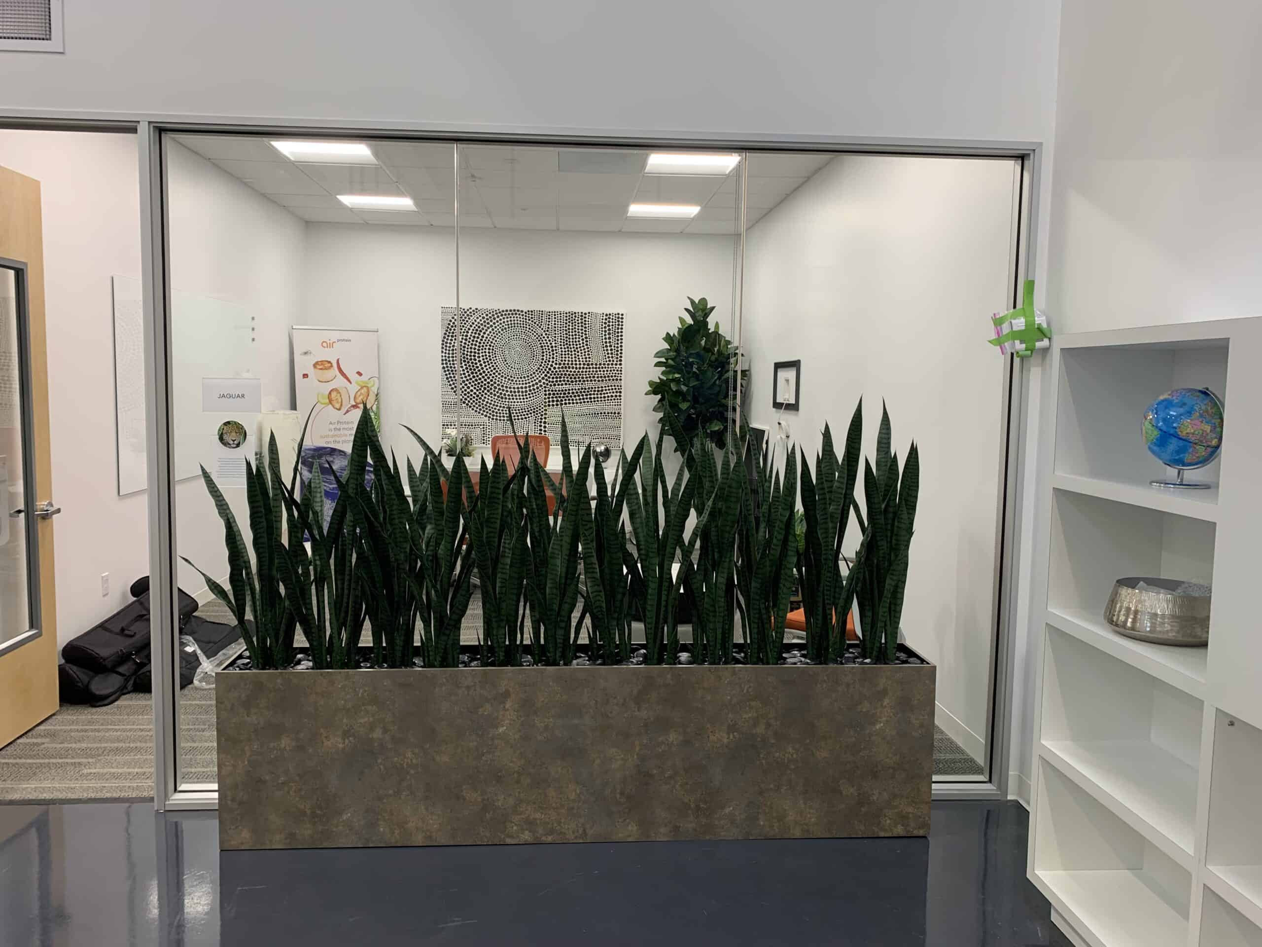 4 ft Sansevieria if front of office for privacy