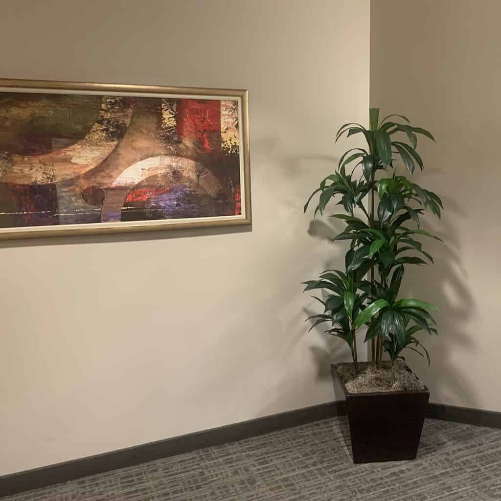 6ft Dracaena Plant in fiberglass planter