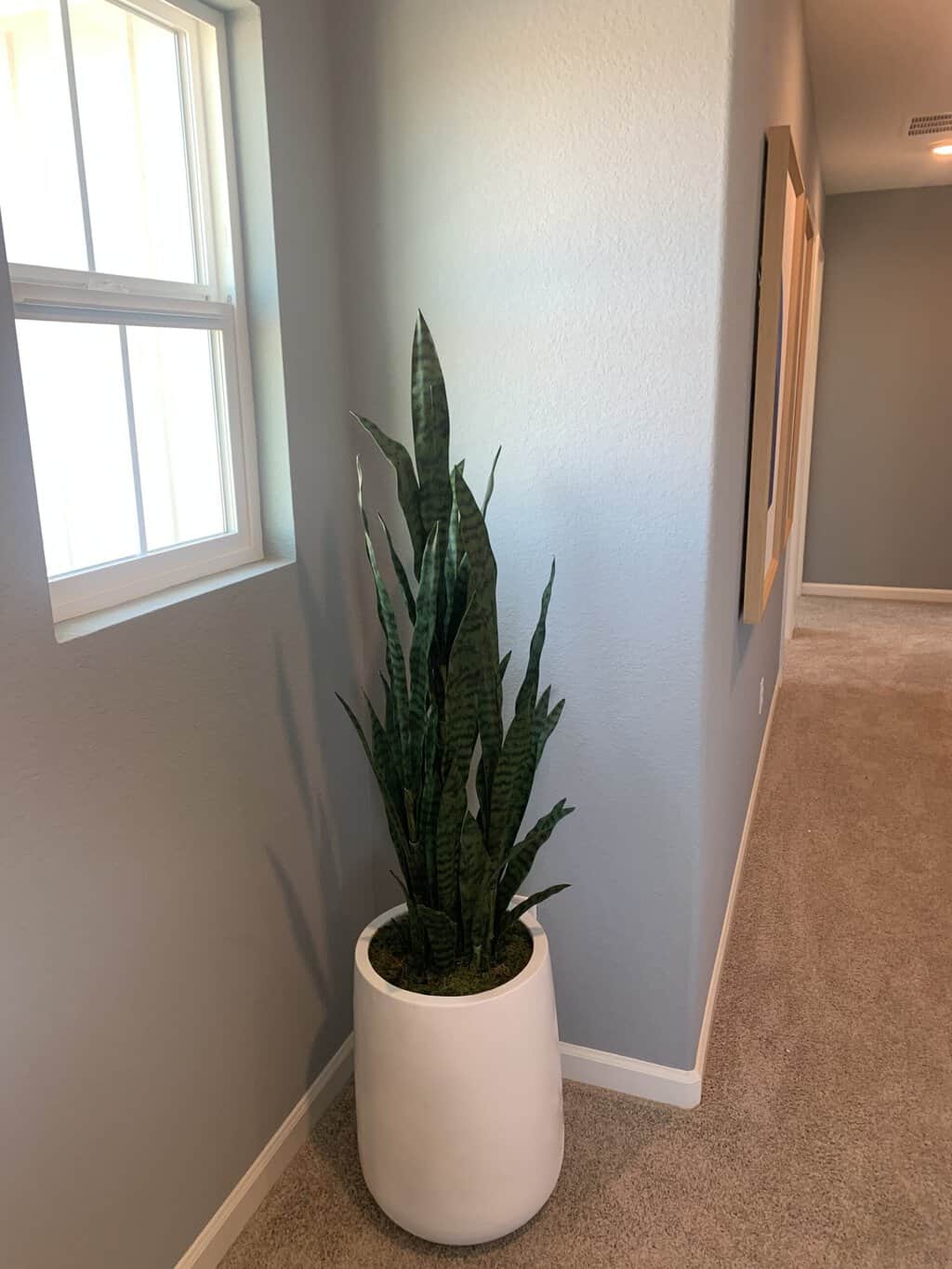 artificial 5ft Sansevieria in tall planter
