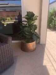 A potted Fiddle Leaf plant sits on a patio near a sliding glass door.