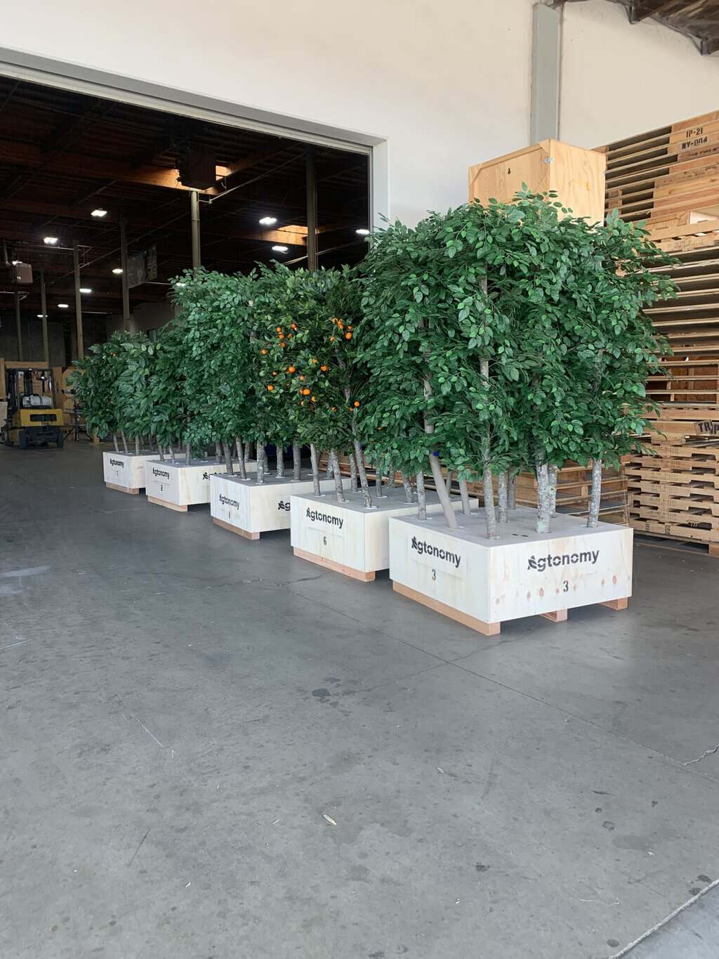 Indoor citrus trees in decorative planters for home or office decor.