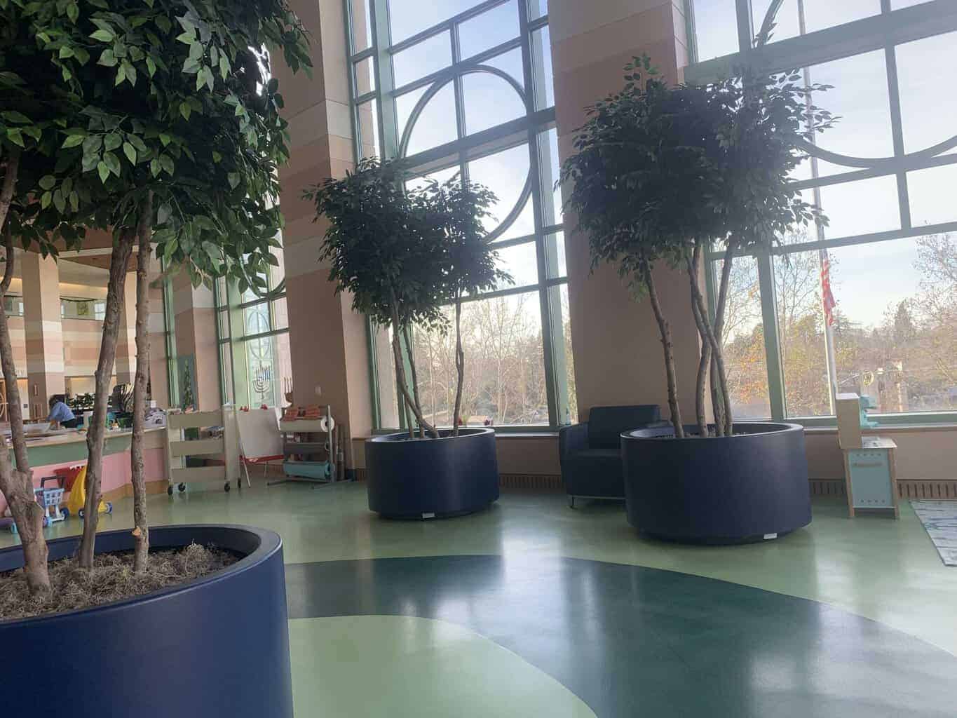 10 ft custom ficus tree at Sacramento Hospital