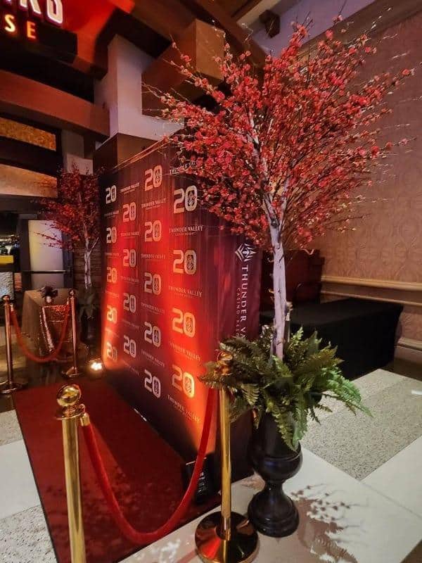 Red Quince Blossom tree in Casino