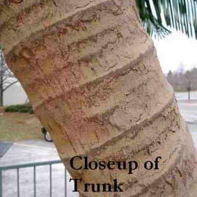 Palm Tree Trunk photo